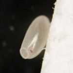 Uovo vitale di C. lectularius con materiale collante secreto dalle femmine