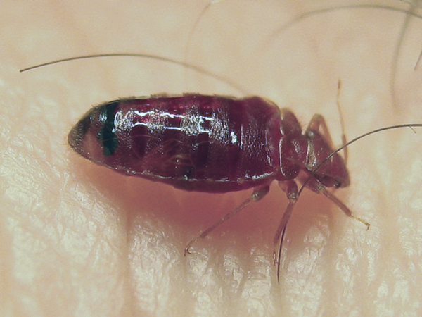 Pasto di sangue di un maschio di C. lectularius