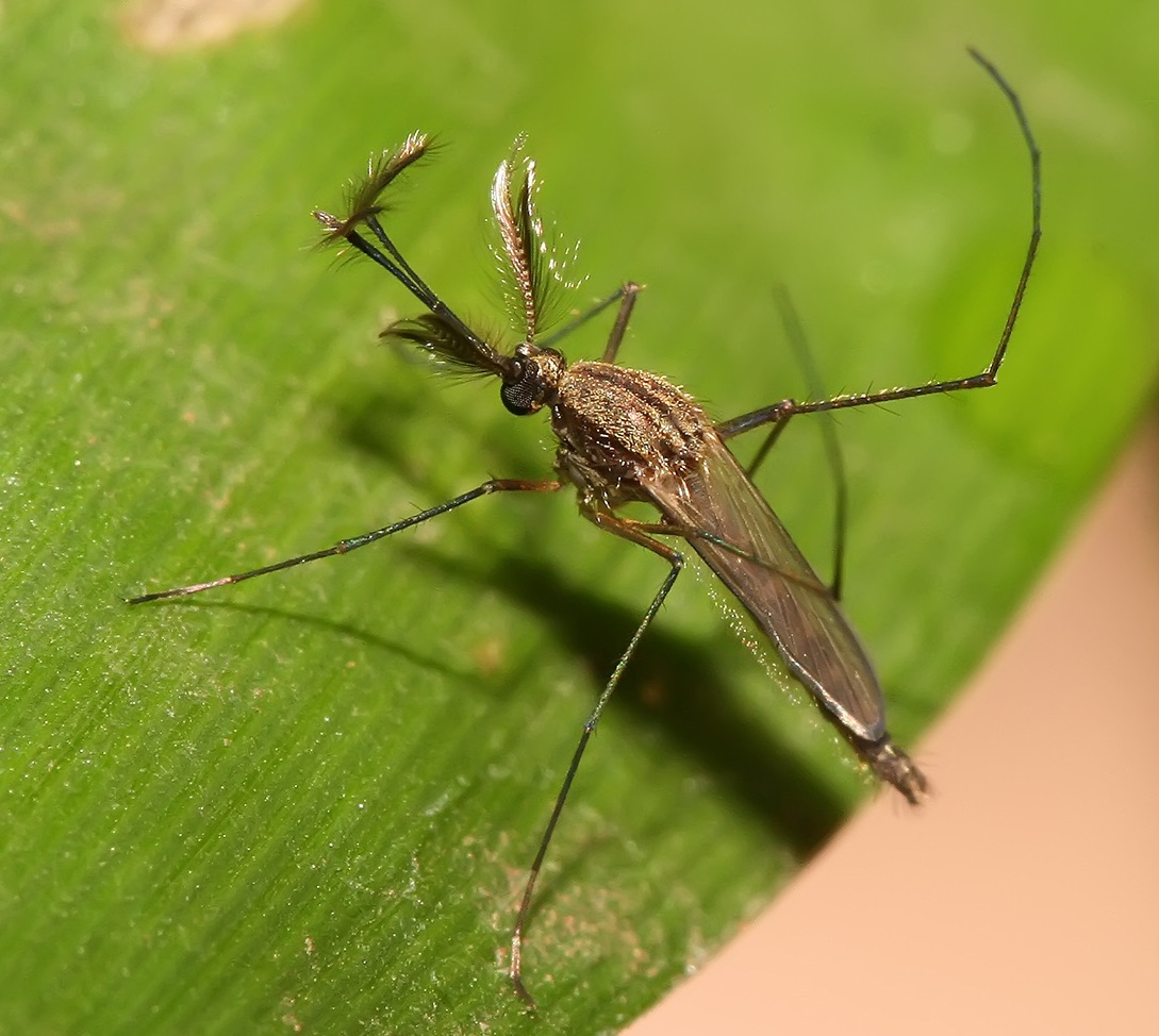 zanzara-culex