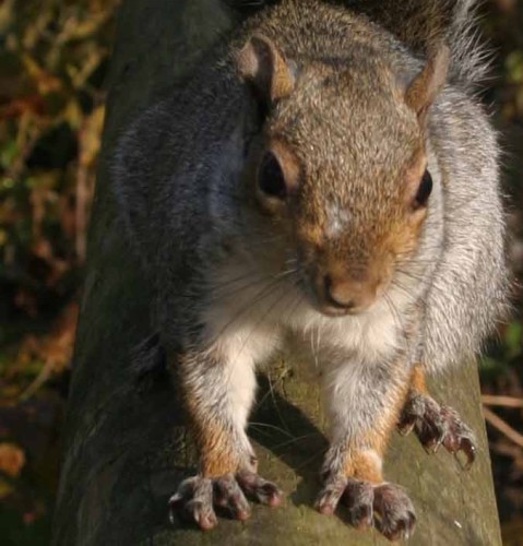 scoiattolo-grigio