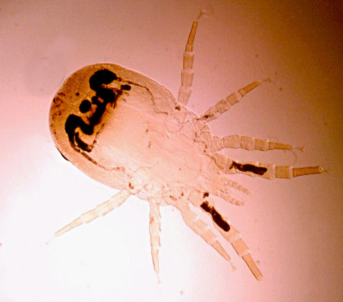 dermanyssus-gallinae