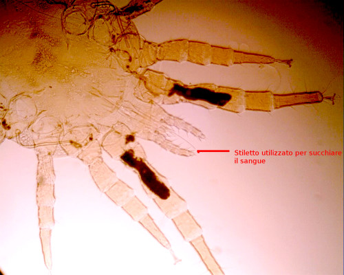 dermanyssus-gallinae-particolare
