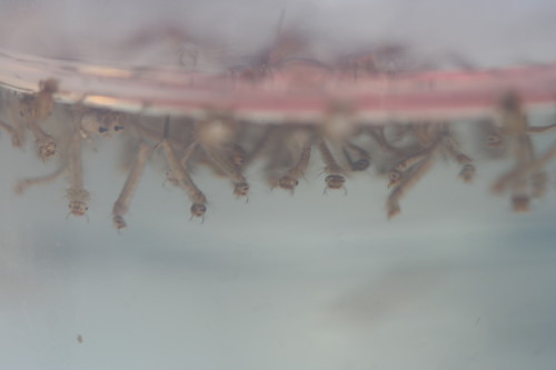 Cesuola 30 - larve zanzara
