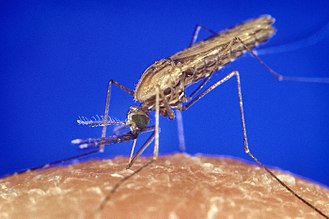 330px-Anopheles_gambiae_mosquito_feeding_1354.p_lores