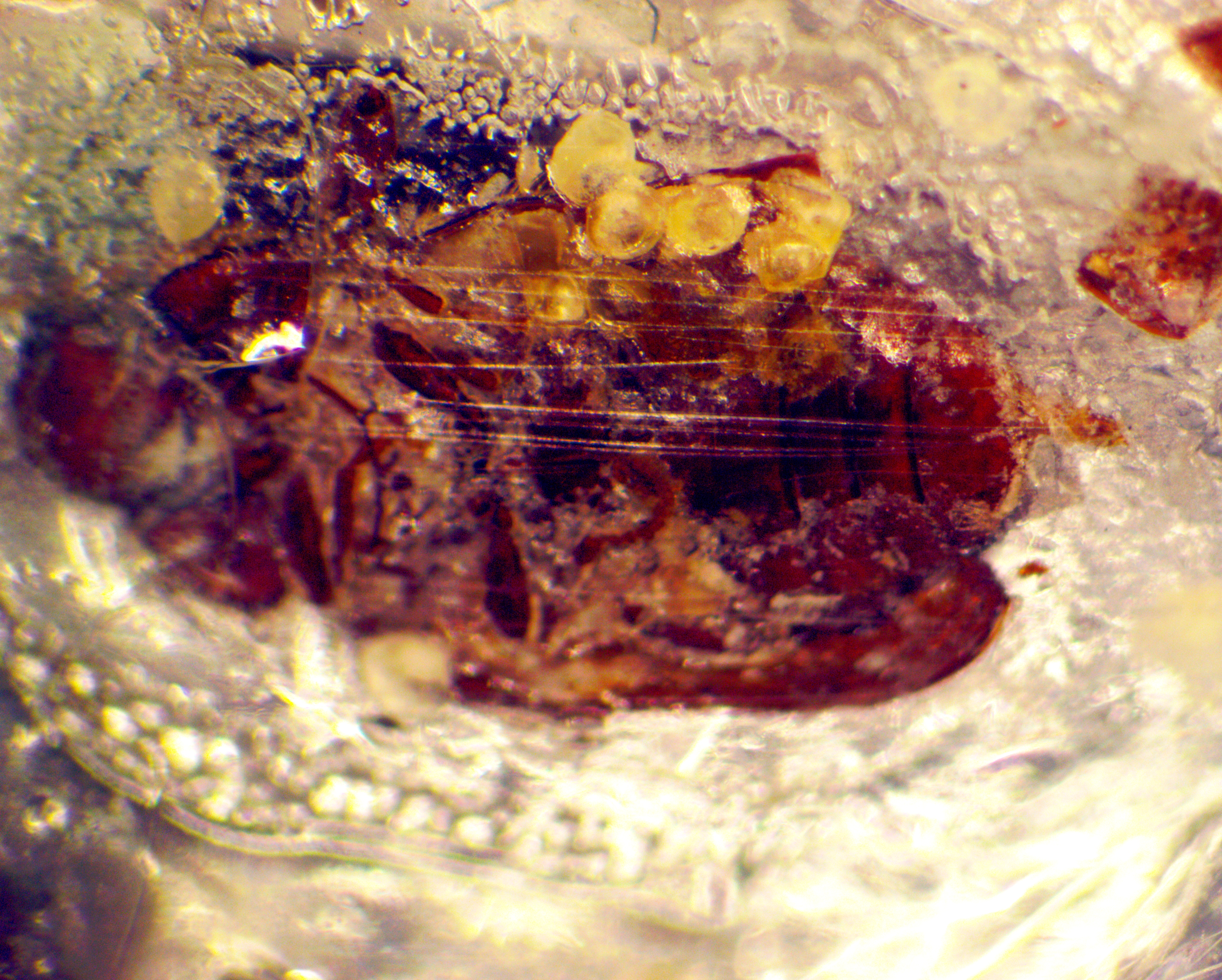 Oligomerus ptilinoides con Pyemotes ventricosus fisogastre(2)