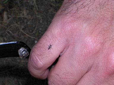 Aedes albopictus - f.to Alessandro Maria Di Giulio