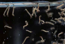 larve-zanzare