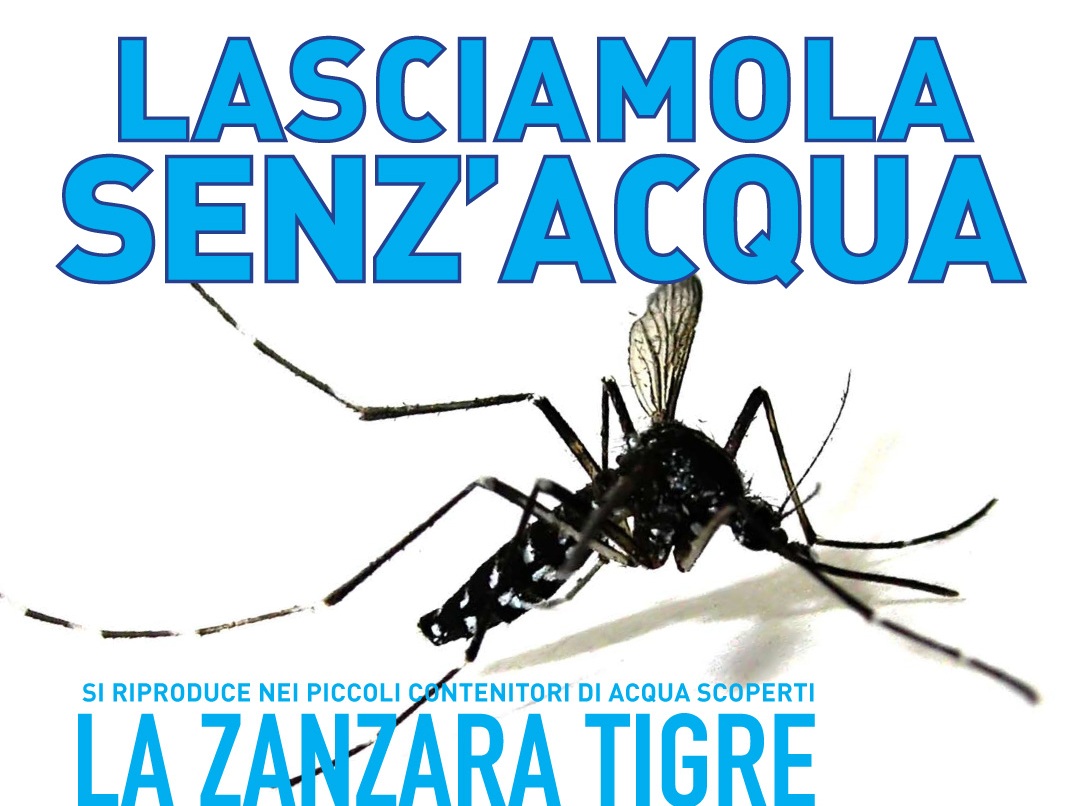 Copia di zanzara-tigre_campagna2008_prewiev