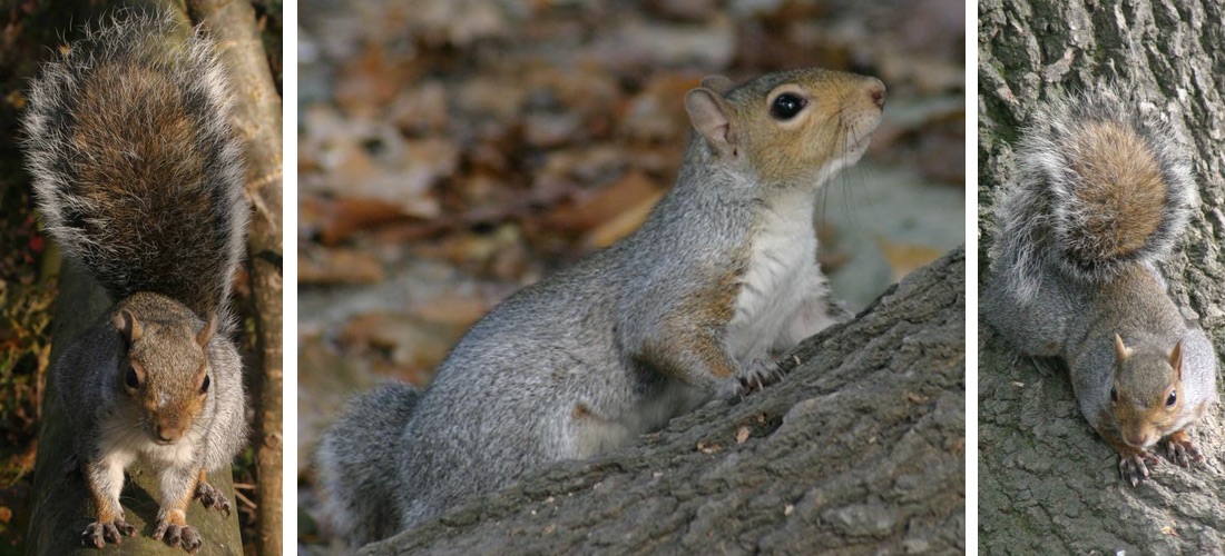 scoiattolo-grigio-3