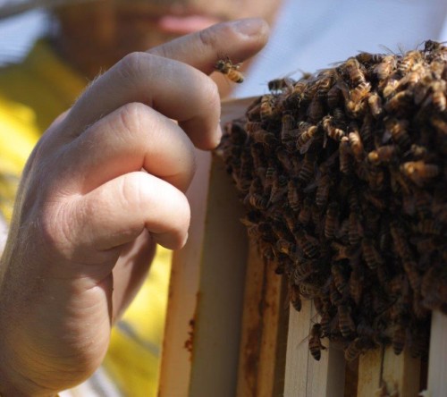 la docilità delle api