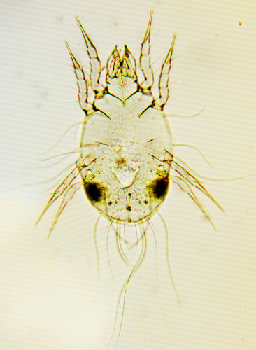 Glycyphagus domesticus Ninfa